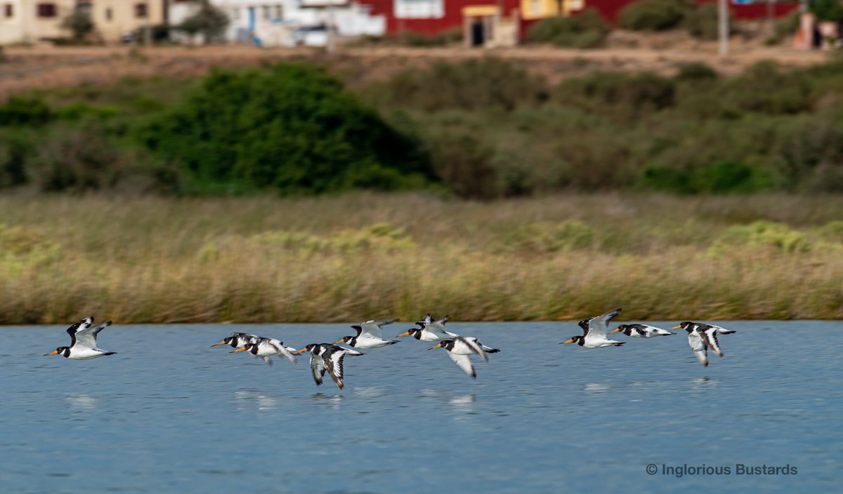 A great first day in #Morocco for our #birdingtwocontinents tour ! Among myriads of #Shorebirds Slender-billed and Audouin’s Gulls, Caspian Terns, Laughing Doves, Common Bulbuls, African Blue Tits and African Chaffinch …..today more !! #FlywayBirding