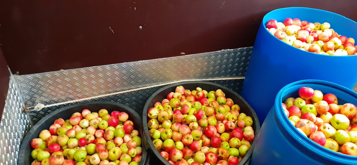 frauhasenklee's tweet photo. Gleich geht's los ins #Wutachtal zur #Mosterei. Auf die Fahrt durch die wunderschöne herbstliche Gegend freue ich mich, auf das Abfüllen in die Safttüten weniger.
Der andere #Apfelbaum mit den Renetten hängt derweil noch voll. https://t.co/M9nczejdZw
