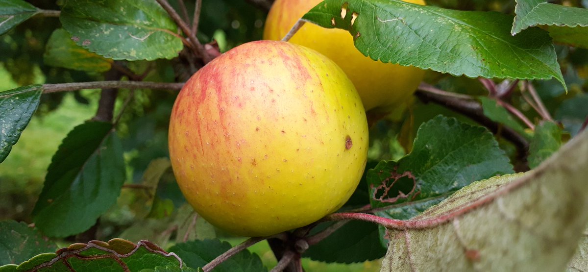 frauhasenklee's tweet photo. Gleich geht's los ins #Wutachtal zur #Mosterei. Auf die Fahrt durch die wunderschöne herbstliche Gegend freue ich mich, auf das Abfüllen in die Safttüten weniger.
Der andere #Apfelbaum mit den Renetten hängt derweil noch voll. https://t.co/M9nczejdZw