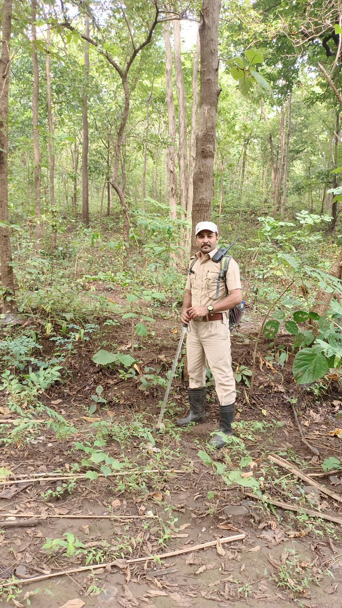 MBBARAIYA1's tweet photo. @forest @nature @wild https://t.co/tPY2aVSsp8