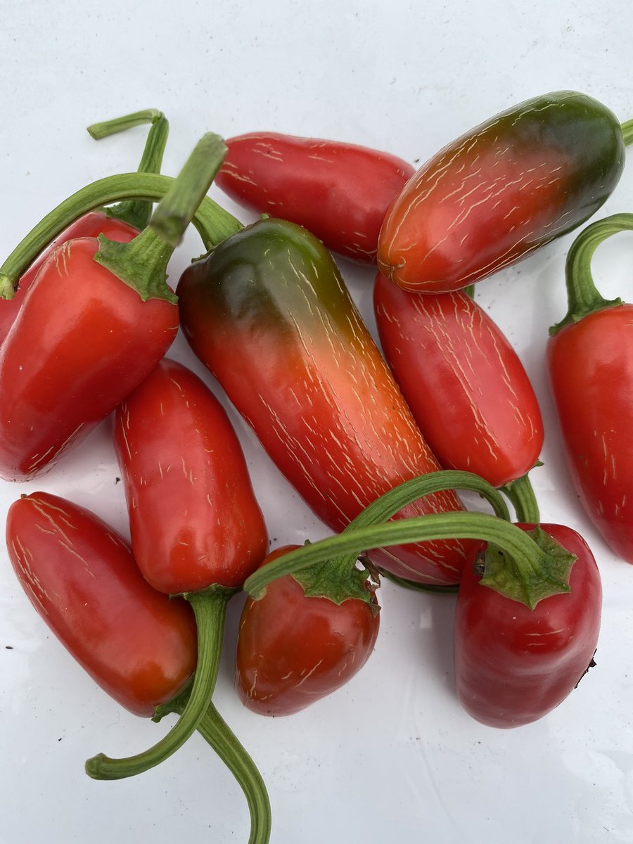 Today’s the last day for guaranteed delivery before the weekend. Fancy bringing some heat to your kitchen? Hit us up for Fresh Padron🌶Scotch Bonnet🌶Jalapeño🌶Scorpion🌶Reaper🌶Cayenne🌶Serrano🌶Habanero🌶Arbol🌶Poblano🌶Chilli Oil🌶 Scorpion Sauce🌶Chilli Ketchup🌶#supportlocal