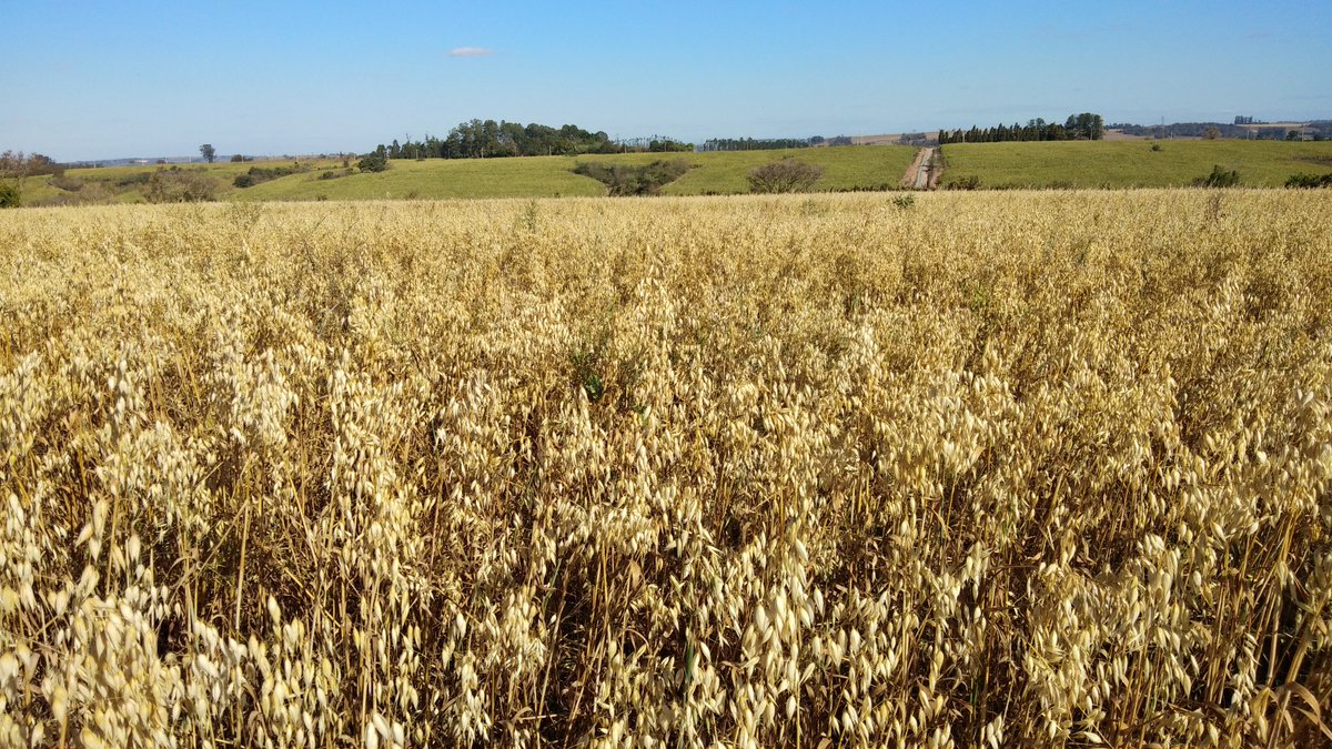 Oatmeal plantation @#DoalnaraOasisFarm