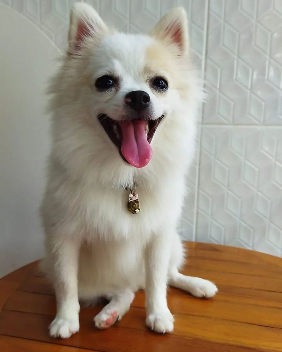 vminetrnal's tweet photo. #PetsWithJimin the only pic of her that i have ๐ฅน๐ฅน๐ฅน https://t.co/mejsrrMEAT