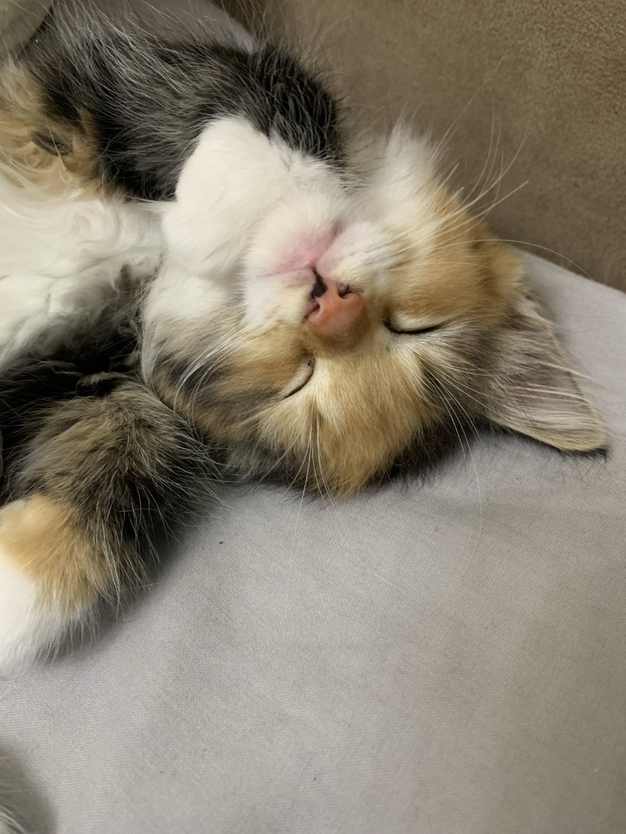GemaInnes's tweet photo. Sleepy Millie bean 💤 #whiskerswednesday #CatsOfTwitter #cats https://t.co/3RWkvGHqIb