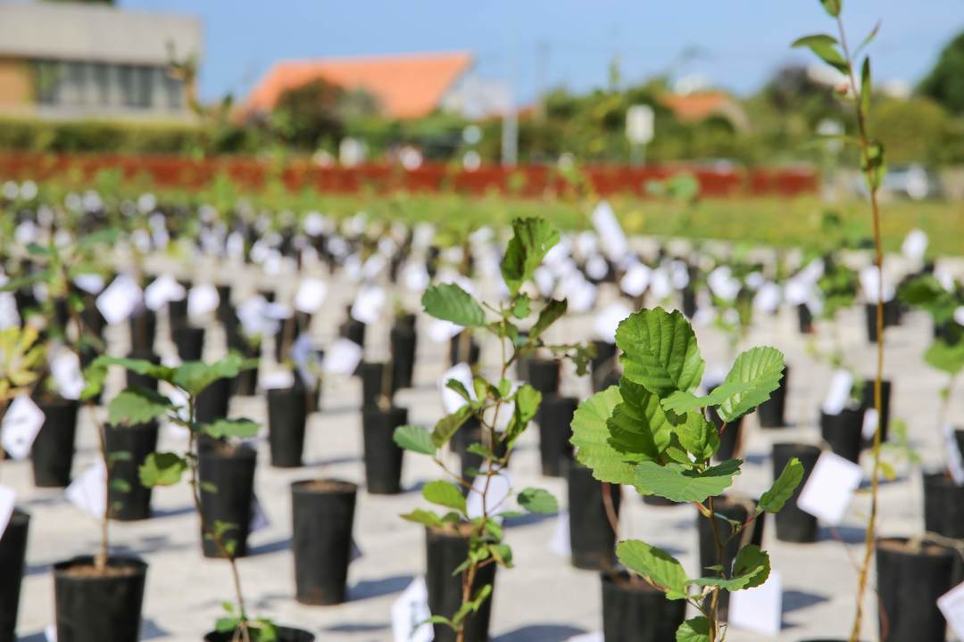 UnivAveiro's tweet photo. Hoje, entre as 14h00 e as 17h00, em frente à Reitoria da #UA, podes #adotar a tua #árvore 🌳 Sabe mais👇
https://t.co/B1R7jMfzmJ https://t.co/u22dXb6BrD