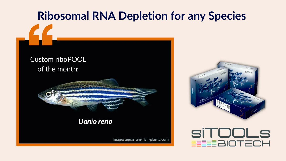 A model organism and our riboPOOL of the month: the #zebrafish! 🐟🥇
Need a custom riboPOOL? Let us set up a custom #riboPOOL for you. For RNA-Seq FFPE samples &amp; degraded #RNA samples or ribosome profiling. Contact us for more information: buff.ly/3Rp4yPr