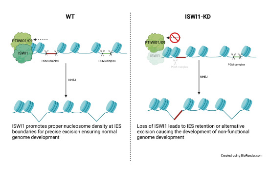 embojournal's tweet photo. A #Paramecium #ISWI chromatin remodeler homolog controls sRNA-guided elimination of transposon-remnant DNA in collaboration with #argonaute protein Ptiwi01/09
Mariusz Nowacki @mariunowa and coworkers @unibern
https://t.co/8oPa5wfo4U https://t.co/tMa0dKQDmj