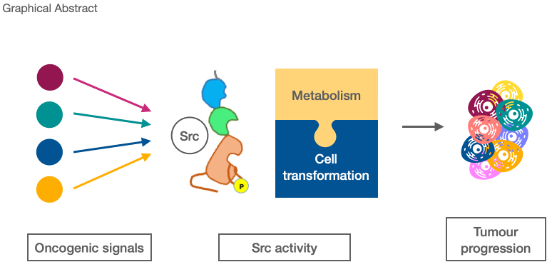 ataberurbi's tweet photo. Are you interested in #cancer and #metabolism? Don’t miss this review about the role of the classic oncogene #Src in metabolism and its contribution to tumor progression https://t.co/WKTrCuqaNK 👇 https://t.co/qe8BuHNcsn