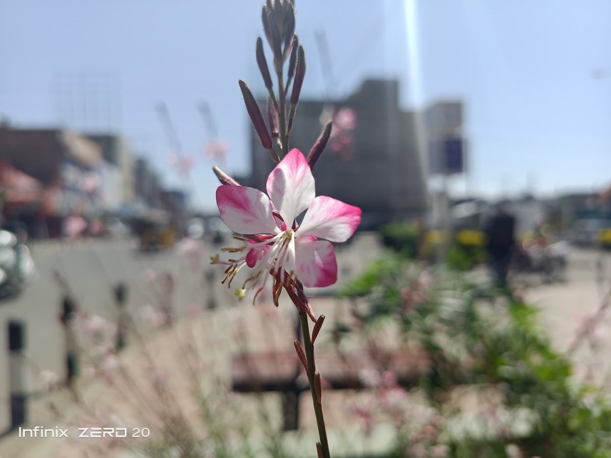 Shades_254's tweet photo. Show me your Camera 📸
#InfinixZero20 https://t.co/rONgFItaPx