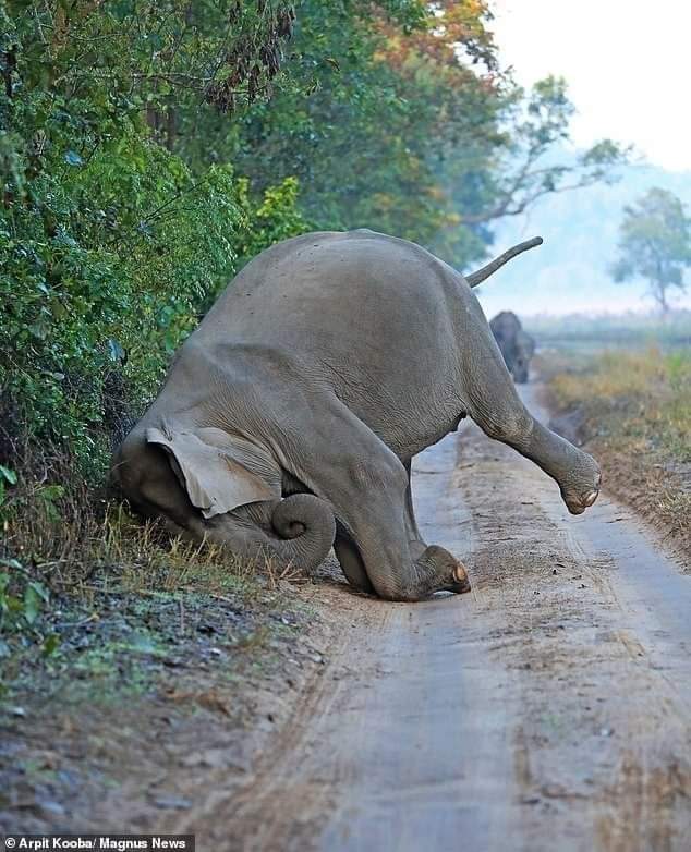🐘🎪 Izbēdzis cirka zilonis met kūleņus? Ne gluži. Izrādās, viņi mēdz tā ar rasu samitrināt kukaiņu kodumu dēļ niezošo pieri un ar snuķi uzlikt smiltis, lai glābtos no nākamajiem kodējiem. Āda tur ir ļoti jūtīga, nevar berzēt pret cietām virsmām. 
📷 Aprit Kooba
#animālija 👈