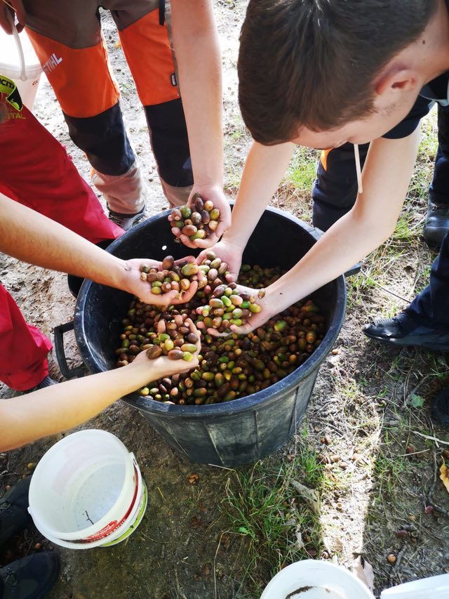 LPABlaRolande's tweet photo. 🌳#ramassage des glands en forêt d'#Orléans pour la sécherie de la Joux de @onf_officiel avec la classe des 1ère Bac Pro #forêt le jeudi 6 octobre.🍂

@Agri_Gouv @RCValdeLoire @leloiret @ONF_Officiel https://t.co/lqNMeJz0kG