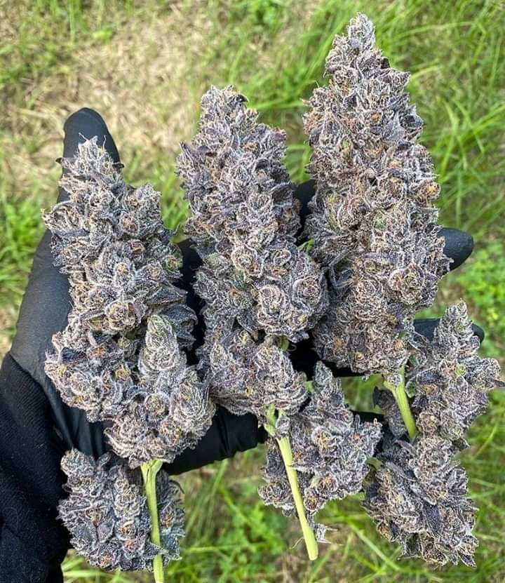 Contact me on WhatsApp 👉👉+15087314375
