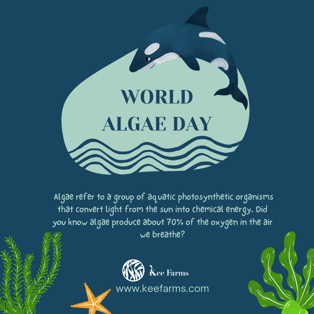Today we celebrate World Algae Day! 

Algae is very important to the ocean. They are the base of the marine food chain: without algae, there would be no fish or any other sea animals. Our favourite plant (seaweed) is an algae!

#WorldAlgaeDay  #seaweed