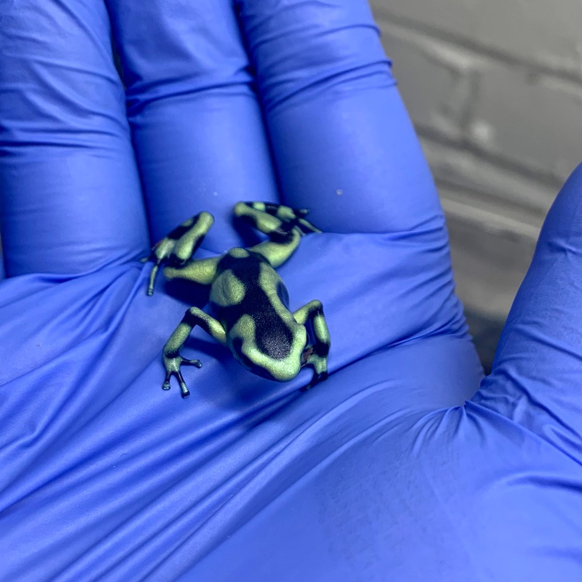 Remember little 1301? Here she is now! What a difference a few months can make. 

#poisondartfrog #animalbehavior