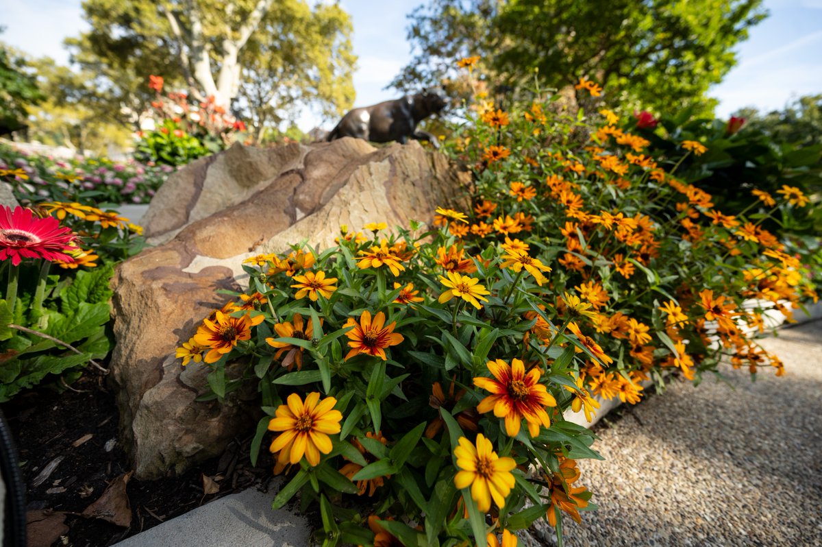 University of Pittsburgh tweet media