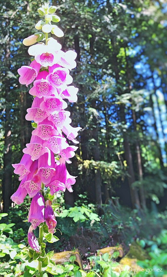 naturechronicle's tweet photo. foxglove bouquets
their bright pink bells
seduce the bees
#haiku #flowers #foxglove #nonnativeplants #iphoneography https://t.co/4wrryppoFu