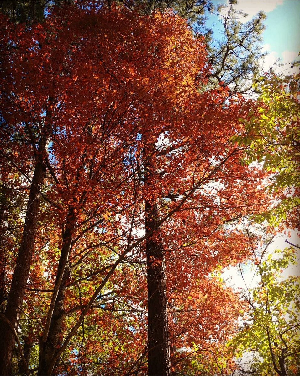 AmandaM12's tweet photo. @JenCarfagno @Paul_Goodloe Nautral Bridge State Resort Park and Red River Gorge in Slade, KY are my favorite spots to go see the fall colors. Some trees have turned but a lot are still green right now. It's just so beautiful there. https://t.co/HQ8WtE3GV1