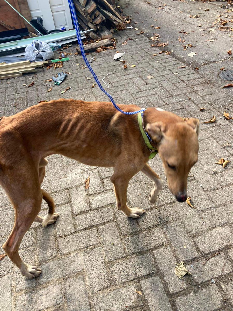 Missing Pets GB tweet media