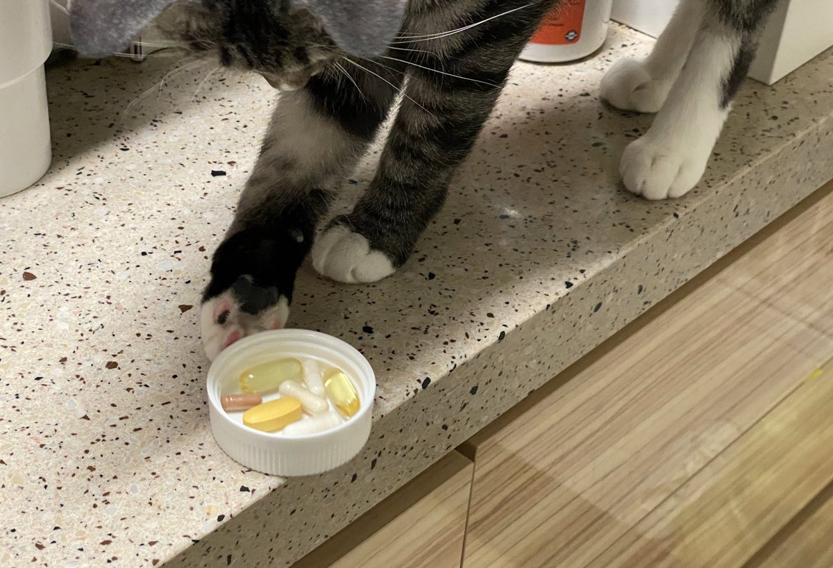 jeeummj's tweet image. 맷돌이 새키가 요즘 맨날 내 영양제접시 바닥에 패대기침 그럼 난 물뜨던 컵 헐레벌떡 놓고 기어다니면서 7-8알의 약을 주워먹음 너무 수치스러움 고영은 이게 일종의 놀이라 생각하는 거 같음,,,