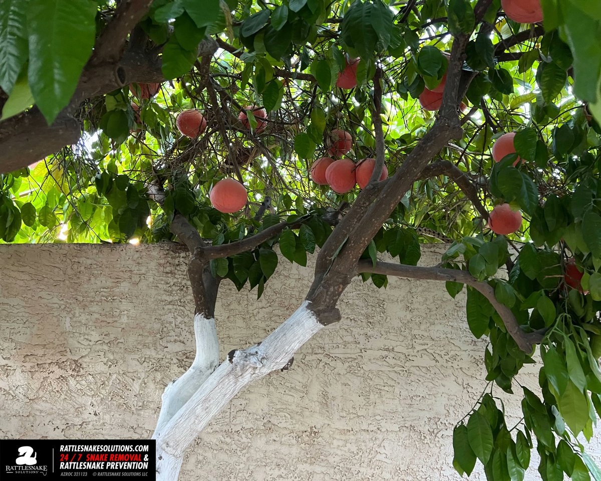 rattlesnakeguy's tweet photo. If you're in Paradise Valley and have citrus trees: you have roof rats, and you also have Gophersnakes showing up to help out. This snake will eat far more rodents than the poison trap your pest control guy has laid out (which would kill the snake, too), so  rethink the poison :) https://t.co/s6BTTGlqKe