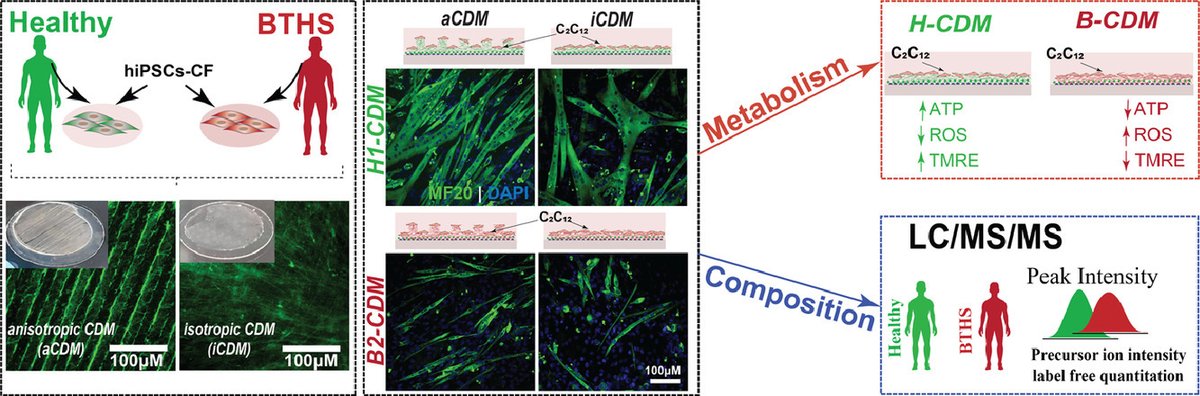 Acta Biomaterialia tweet media