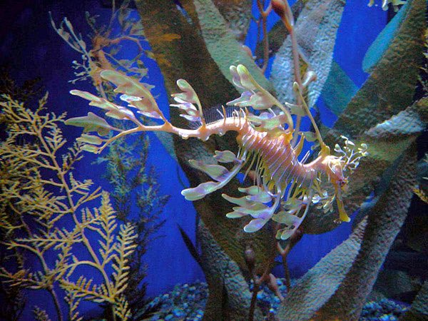 Silly of the day!! Leafy seadragons are named after the dragons in Chinese legends because of their resemblance. These guys are much smaller though, about 14 inches at most! They can be found in Australia and live in reefs and seagrass beds and meadows. cont-