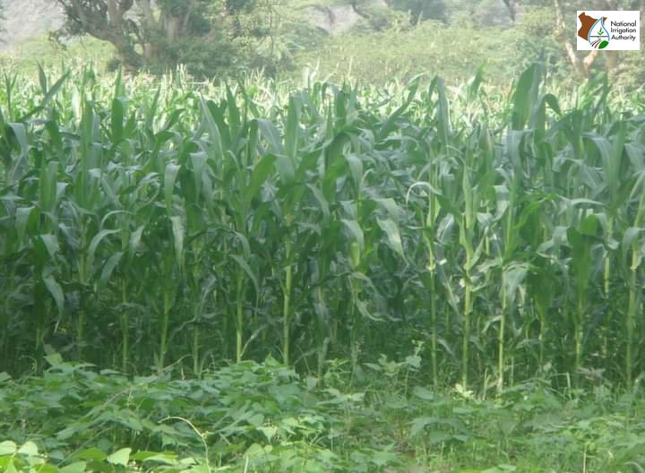 National Irrigation Authority On Twitter Considering The Net national-irrigation-authority-on-twitter-considering-the-net