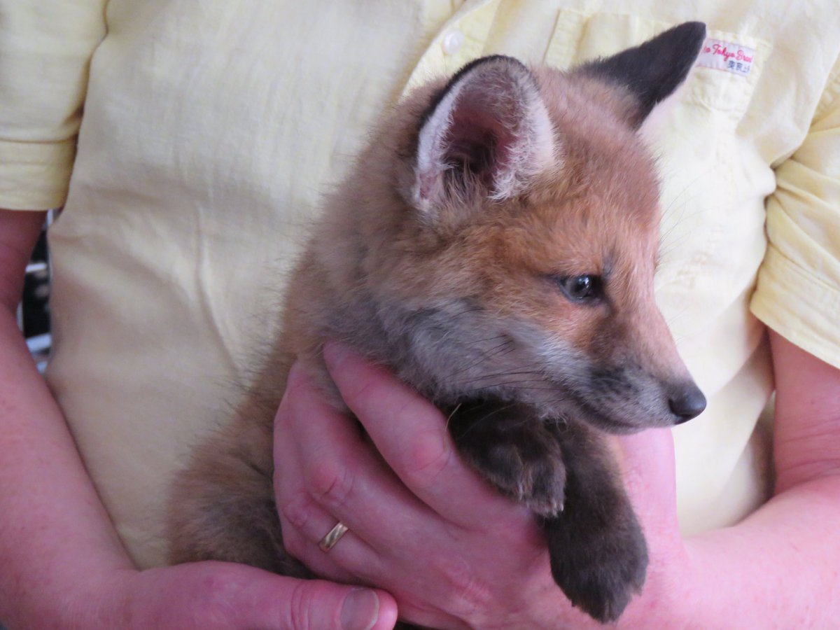 carolmmartin10's tweet photo. Hands up if you think I’m cute! #TheFoxProject @ChrisGPackham https://t.co/2iUJ56yJ0z