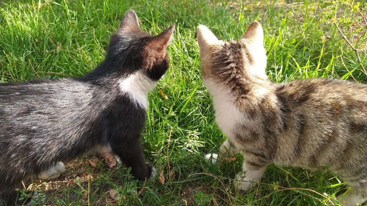 Shawwal2020's tweet photo. İki dost(Tiran ve Pars) ikinci fotoda Tiran hopladi sebepsiz 😅😅.(Çok sevdim bu fotoğraflarini🥰 çok güzel değil mi?) https://t.co/NqsJKSMED0