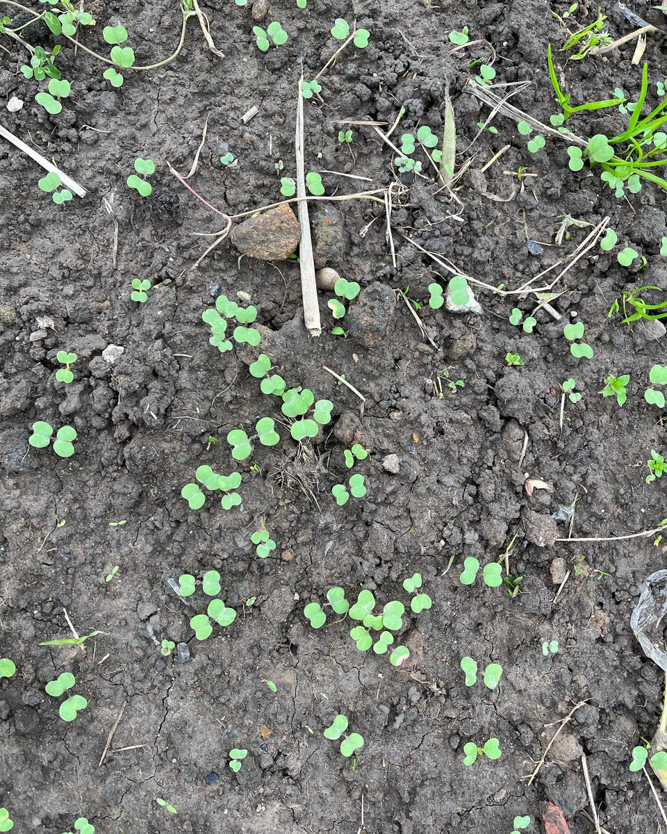 Agronomysilvers's tweet photo. Checking on Extase @KWSUKLtd germination today and acting as a scarecrow as the beggars are digging down to the seed , checking on meat maker development @Limagrain for over winter feed and soil cover on ex maize ground and new ley development @AgriiMasterSeed #developingwell https://t.co/XXRausUFzr