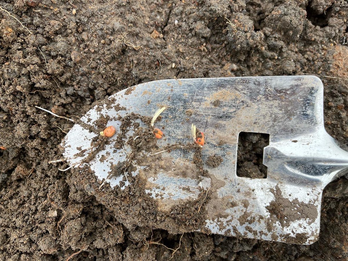 Agronomysilvers's tweet photo. Checking on Extase @KWSUKLtd germination today and acting as a scarecrow as the beggars are digging down to the seed , checking on meat maker development @Limagrain for over winter feed and soil cover on ex maize ground and new ley development @AgriiMasterSeed #developingwell https://t.co/XXRausUFzr