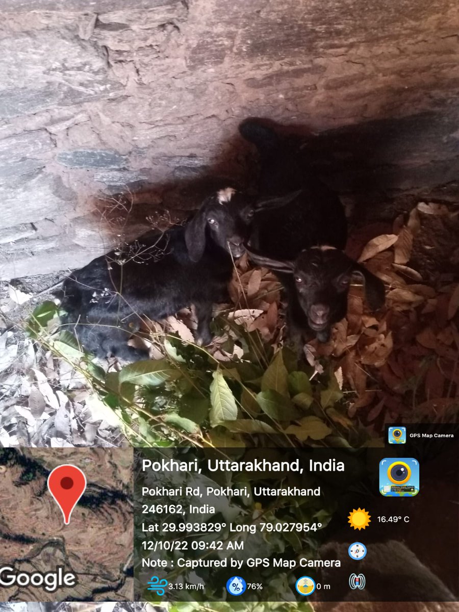 FiuPauri's tweet photo. FIU पौड़ी के ग्राम पफरीयाना  में परियोजना के अंतर्गत पैरावेट द्वारा लाभार्थियों के बकरीयों की स्वास्थ्य जांच उपचार एवं लाभार्थी के साथ बैठक की गई । #Goattreatment  #beneficiarymeeting #ncdc #ukcdp @Dept_of_AHD @pashudhanUK  @basava_ias @mdusgcf @aviddn @SANJAYK47559742 https://t.co/nIXfR5l5lo