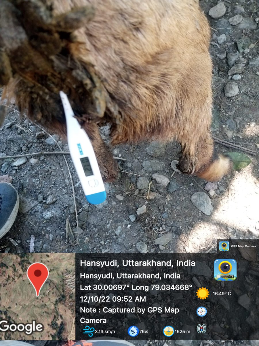 FiuPauri's tweet photo. FIU पौड़ी के ग्राम पफरीयाना  में परियोजना के अंतर्गत पैरावेट द्वारा लाभार्थियों के बकरीयों की स्वास्थ्य जांच उपचार एवं लाभार्थी के साथ बैठक की गई । #Goattreatment  #beneficiarymeeting #ncdc #ukcdp @Dept_of_AHD @pashudhanUK  @basava_ias @mdusgcf @aviddn @SANJAYK47559742 https://t.co/nIXfR5l5lo