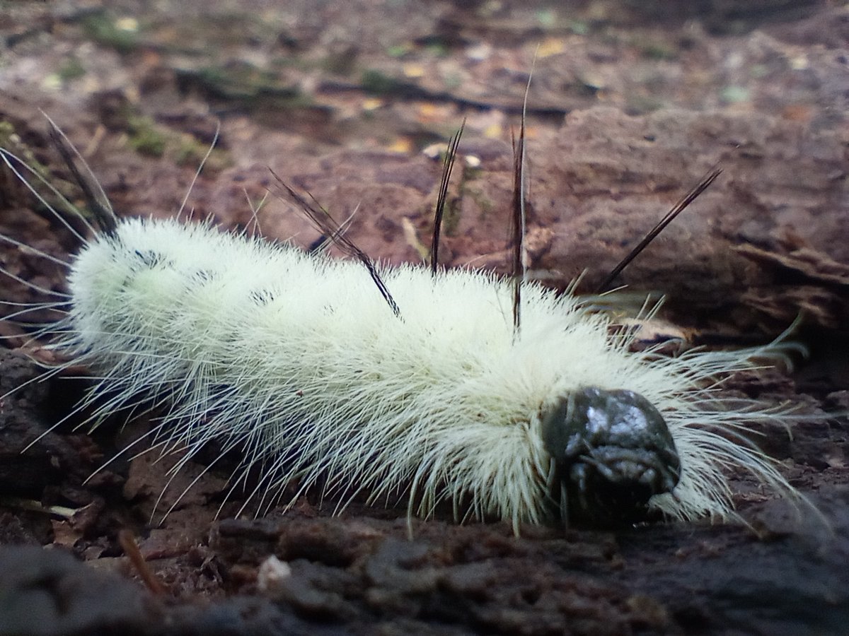 OHStateParks's tweet photo. This American dagger moth caterpillar was photographed along the Lake Overlook trail at Pymatuning State Park. Toxins inside the caterpillar's hairs are said to cause a stinging sensation that may develop into a rash. No touchy! ๐ซ
#ohiostateparks #pymatuningstatepark https://t.co/dt8Ft5Xw3p