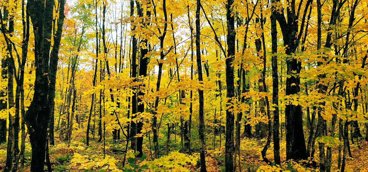 What’s your weather like today? ☀️ ☁️ 🌧 

🍁🍂🍁🍂🍁🍂🍁🍂🍁

#NaturePhotography #WX #AutumnLeafWatch 
#Autumn #Fall #NatureBeauty