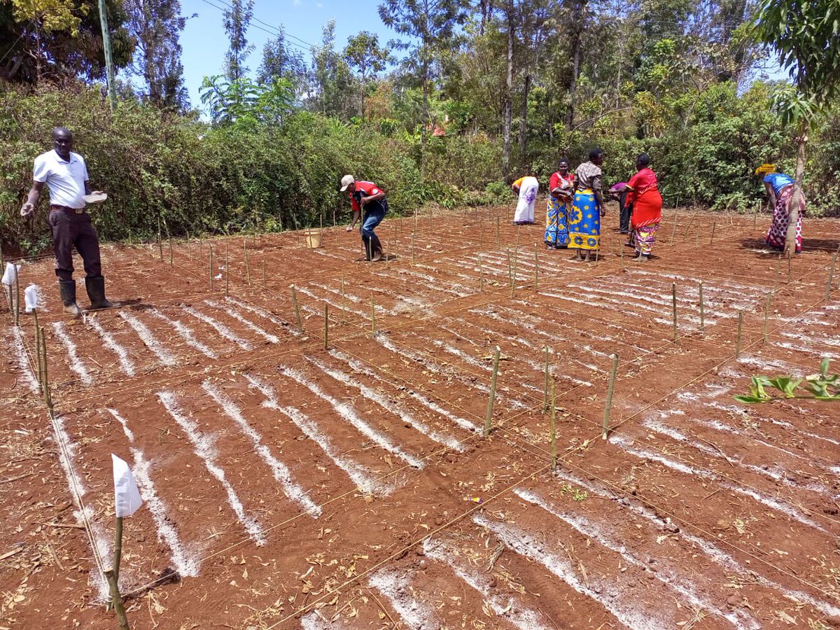 Africa Harvest Biotech Foundation International tweet media