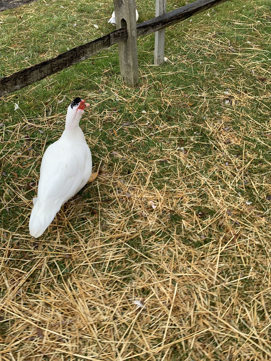 SlusherKinder's tweet photo. Ready for a hayride!! @uplandhillsfarm @StadiumDriveLO 🐷🐮 https://t.co/9fk5x7clmj