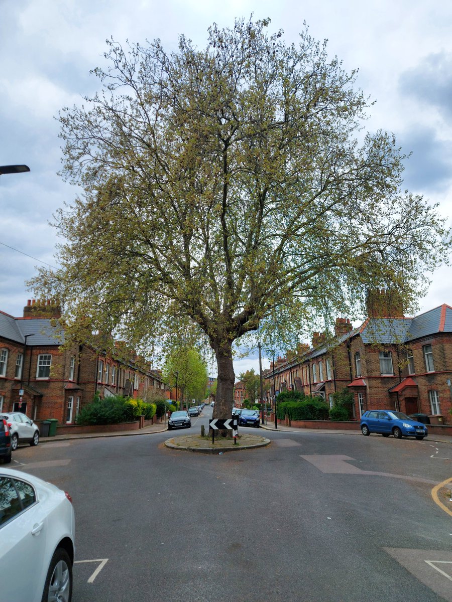 The @NoelParkN22 #FriendshipTree is a fine but rare example of how mature street trees can fit into urban development. Instead of cutting it down, developers bent the road around it. #HaringeyFavouriteTrees
#thisisnoelpark