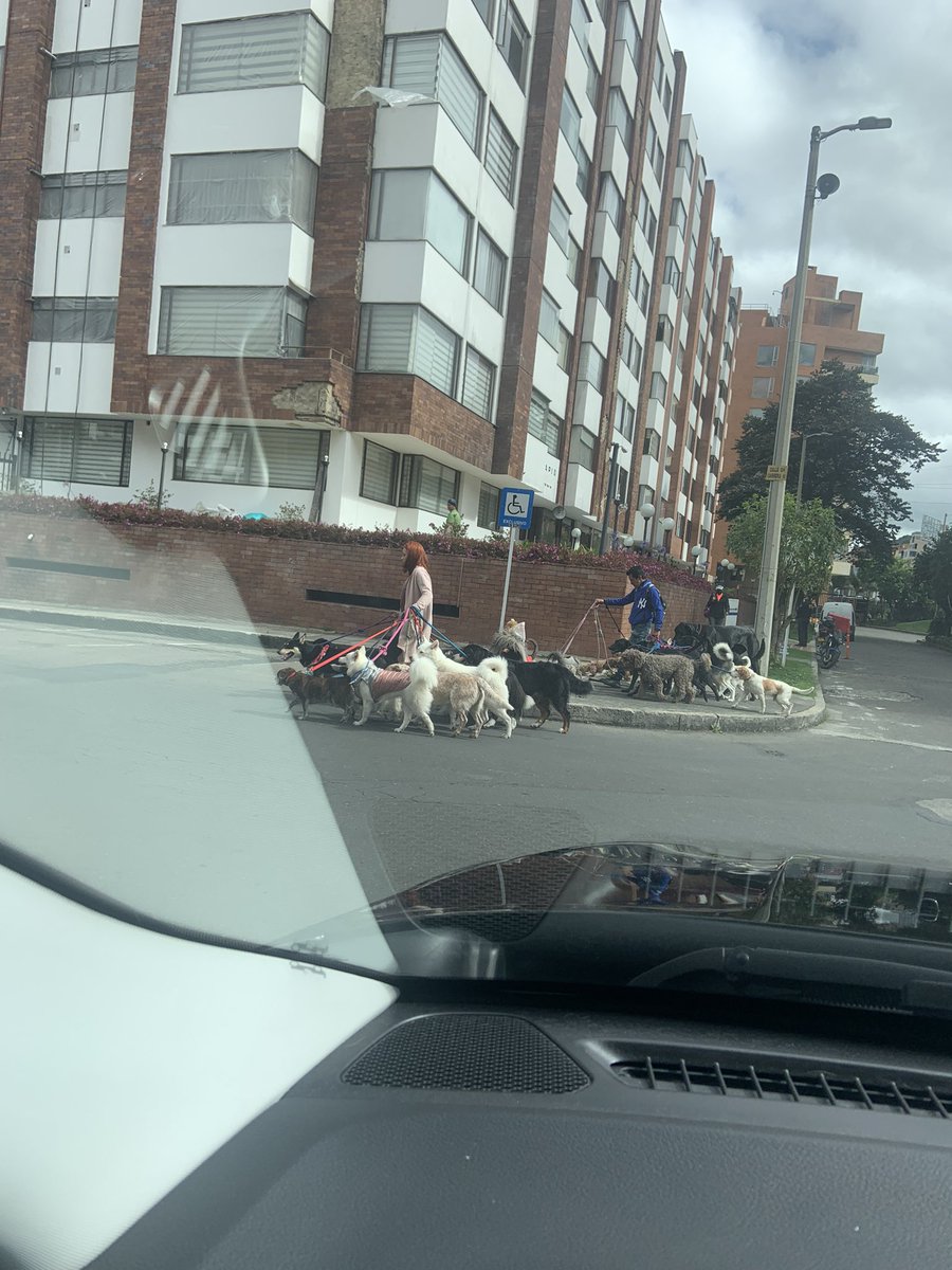 daniel7vivas's tweet photo. Cuando el perro es un accesorio más del apartamento https://t.co/I9oiHJNWjB