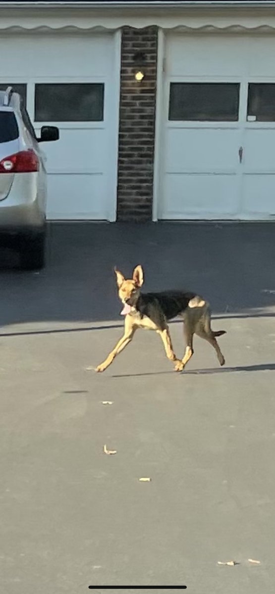 AnthonyLaPointe's tweet photo. Dog loose in Eastland Park @joeimel https://t.co/DWhKs1elKh