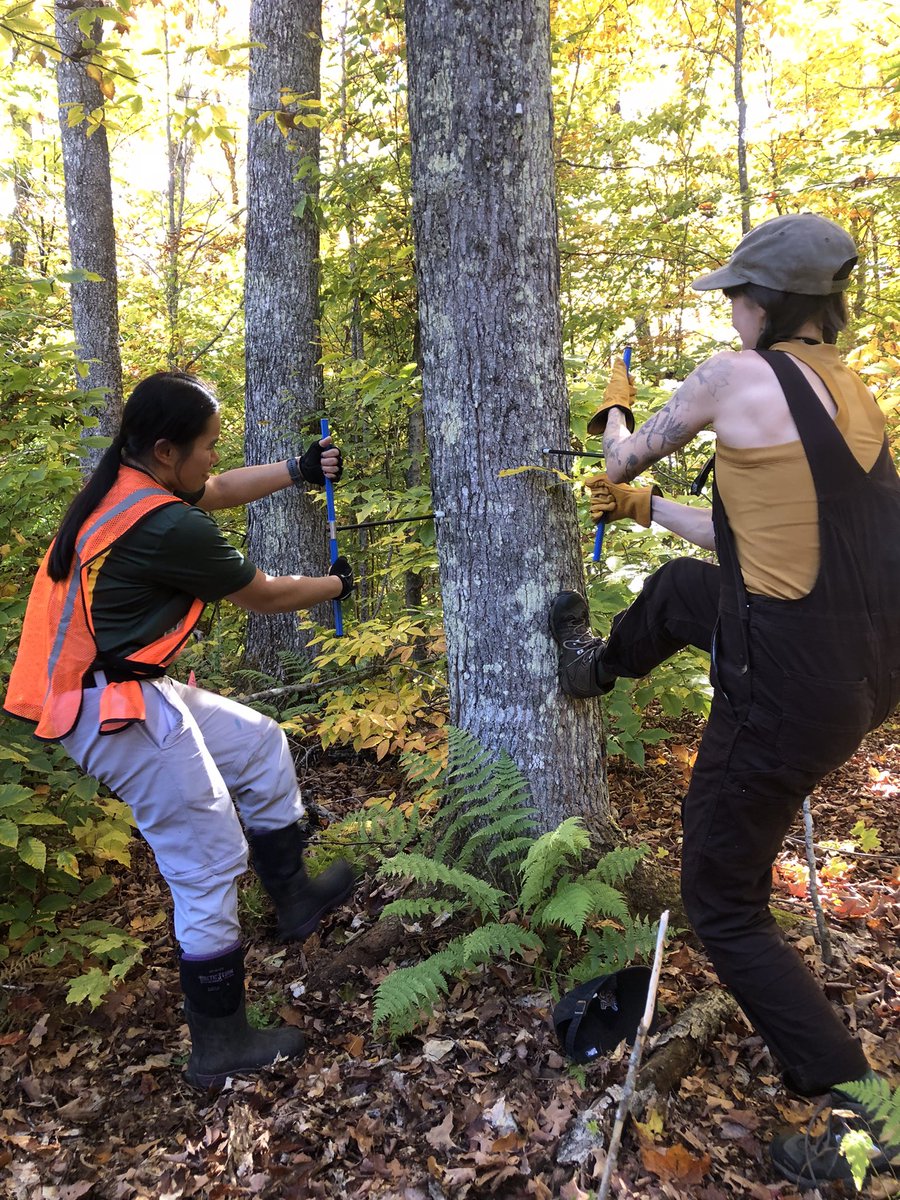 Al Freeman tweet media