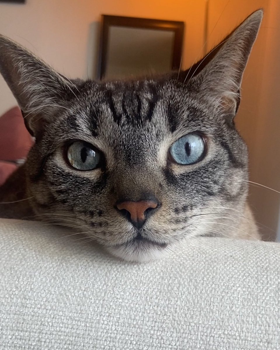 Ziggy the Kitty tweet media