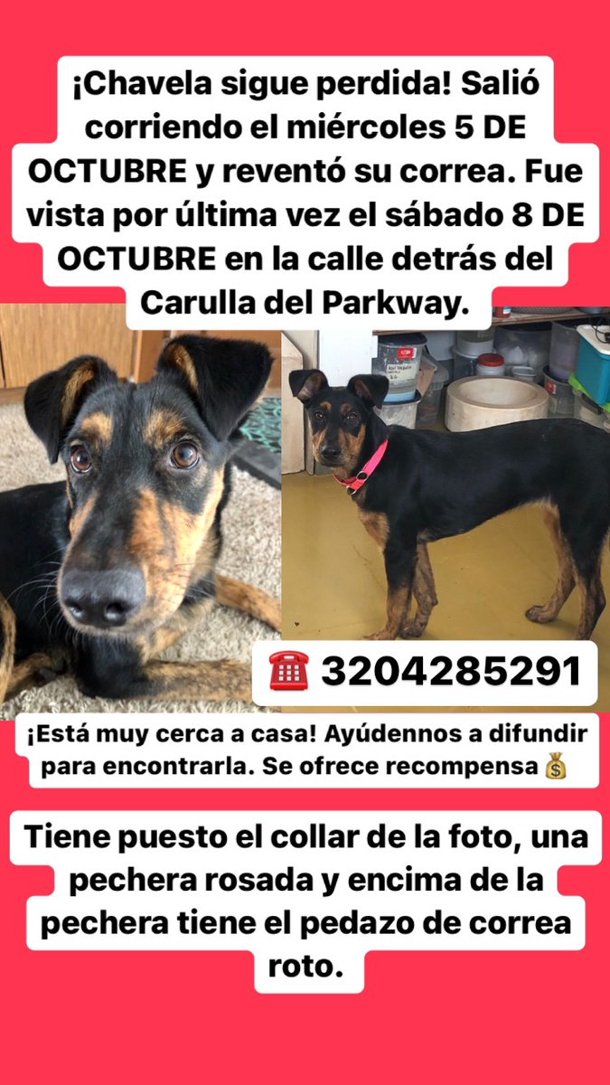 asarriamolano's tweet photo. ¡Seguimos en la búsqueda! No ha habido novedades pero cada vez más personas están enterados. Confío en que es cuestión de tiempo y de que coincida que ella se muestre con alguien que sepa. Por eso es tan importante seguir difundiendo. Como siempre: gracias. https://t.co/vWYzG6qYt2