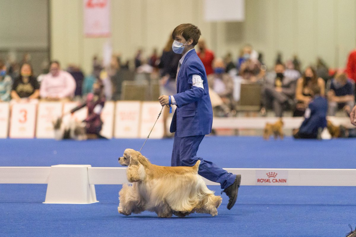 Showsight's tweet photo. Story Time! Tell us about your first dog show - thoughts, emotions, impressions... 🐾
https://t.co/ulqEeOs29K
#doghandler #dogshowhandler #handler #purebred #dogshow #dogshow2022 #bestinshow #bestinshowsight https://t.co/VLuXwxrPGy