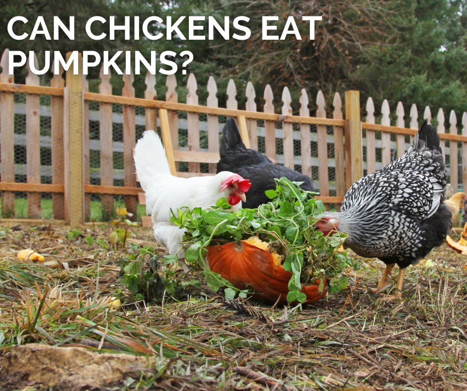 AFowlDay's tweet photo. Now that it's pumpkin season, why not give some to you chickens? Pumpkins are a healthy source of vitamins, minerals, protein, and calcium.
#chickens #backyardchickens #pumpkins #chickentips #farmlife https://t.co/I3sLBzl85Z