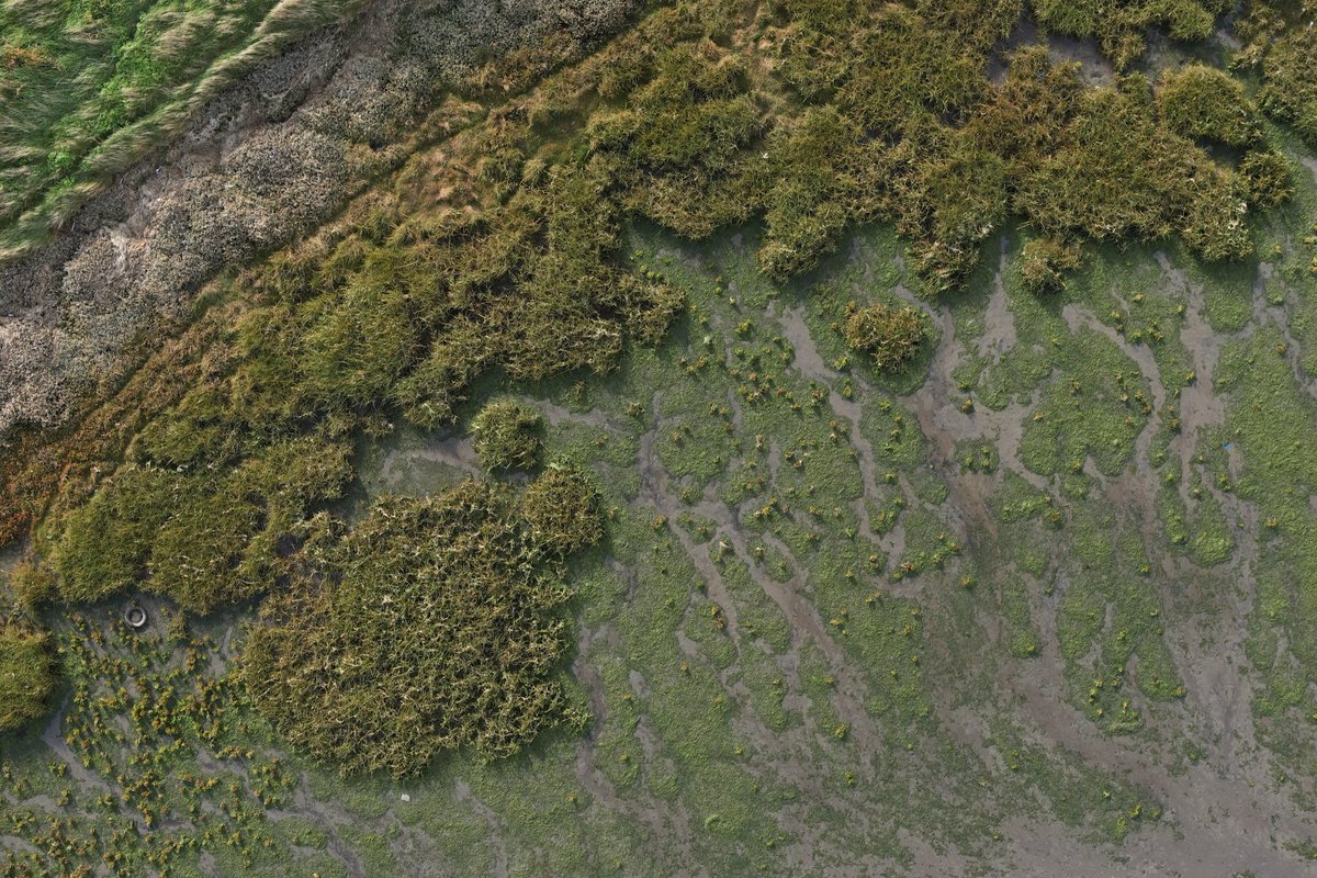 charmcharmcruz's tweet photo. Sample image acquired today with @TCD_Geography for my #PhD research on the use of #deeplearning and #UAV images for habitat mapping and monitoring in Ireland 🌱🌿🌍🛰️

@iHabiMap @mapalljohn @oconnelljerome1 @BECecology https://t.co/zqcXFarx09