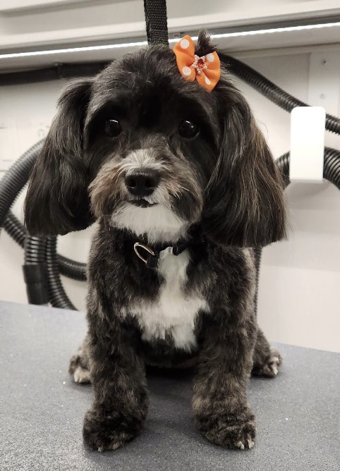 Groomer Lady stole me floofs then fancied me up wif dis bow. Mama is squealing wif delight. Me is unimpressed. 🧼🧽🛁🎀 #dogsoftwitter #DogsOnTwitter #dogs #wednesdaythought