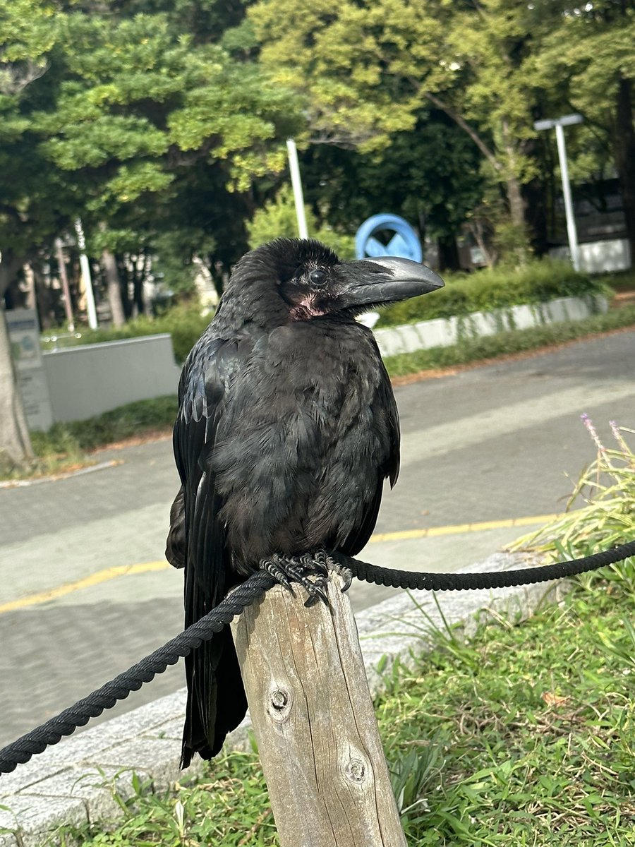 ____s7n's tweet photo. @eizo20211207 すぐ後ろにカラスがいました☺️ https://t.co/2D4pnbyysb