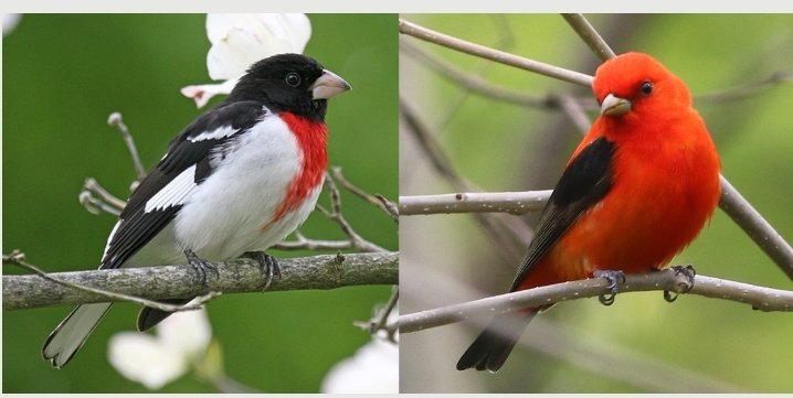 JasonEFarabaugh's tweet photo. @MargaretRenkl I am enjoying Graceland, At Last right now. 

I thought you would enjoy this from @PhippsNews in @Pittsburgh featuring @National_Aviary #bioPGH 

https://t.co/ZpArg9us3i https://t.co/0YVp8DotuM