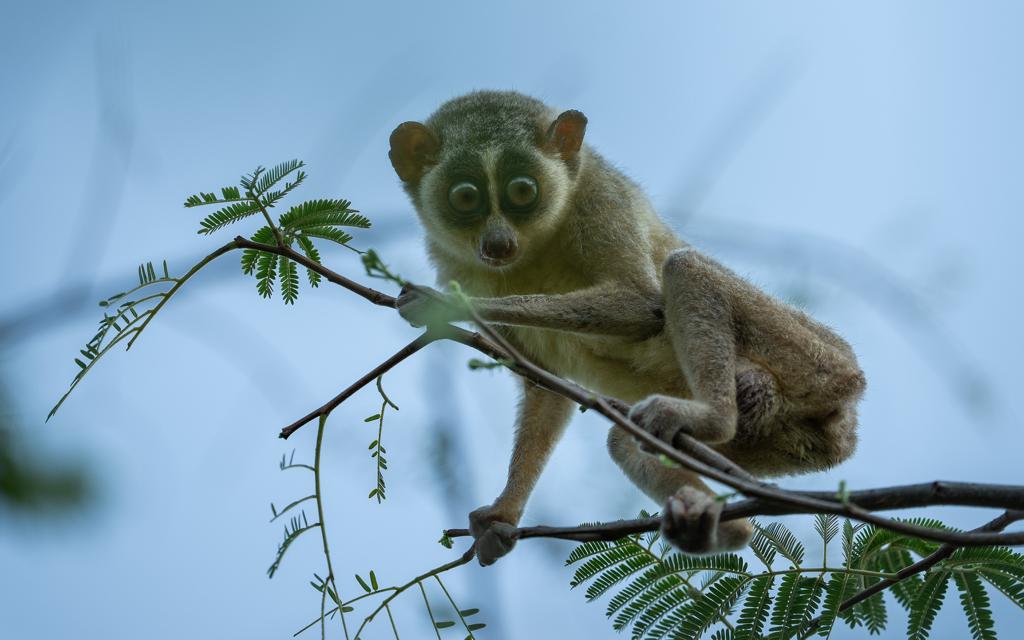 “Happy to announce that the Government of Tamil Nadu has notified India’s first “Kadavur Slender Loris Sanctuary” covering an area of 11,806 hectares in Karur &amp; Dindigul Districts.  

1/2